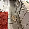 Aiko joined the competition — help win amazing prizes! puppy, dog, pet, cream_colored, small, standing, looking_up, kitchen, floor, tiles, bath_mat, orange, cabinets, drawer, dishwasher, countertop, indoors, home, cute, collar