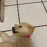 Aiko joined the competition — help win amazing prizes! puppy, dog, golden, fluffy, fur, pet, animal, collar, pink_collar, portrait, close_up, looking_up, black_nose, dark_eyes, cute, indoors, tile_floor, bathroom, cream_colored, playful