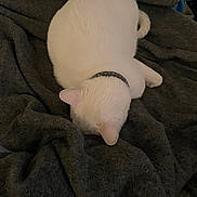 Hamilton joined the competition — help win amazing prizes! cat, white_cat, pet, sleeping, curled_up, resting, indoors, blanket, dark_blanket, cozy, nap, collar, furry, fluffy, white_fur, animal, relaxed, home, soft_fabric, portrait
