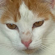 Volky joined the competition — help win amazing prizes! cat, close_up, orange_and_white, fur, whiskers, golden_eyes, pink_nose, ears, face, muzzle, nose, animal, pet, feline, portrait, staring, indoors, photography, soft_lighting, macro