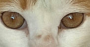 Volky is registered to the contest to win money with this photo: cat, close_up, orange_and_white, amber_eyes, pink_nose, whiskers, feline, fur, face, portrait, staring, serious, indoors, animal, pet, macro, symmetrical, white_fur, tabby, photography