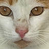 cat, close_up, portrait, face, eyes, amber_eyes, pink_nose, whiskers, white_fur, orange_fur, tabby, feline, animal, pet, staring, nose, muzzle, indoor, photography, symmetrical