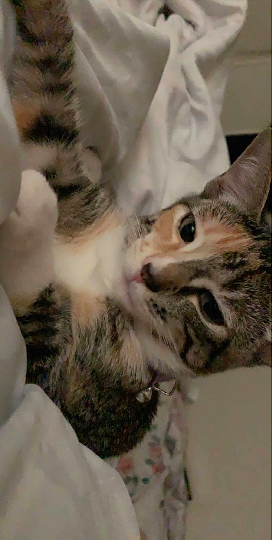 Daizie joined the competition — help win amazing prizes! cat, tabby, pet, indoor, blanket, collar, bell, fur, sleepy, closeup, cute, domestic_cat, whiskers, relaxed, animal, mammal, face, ears, paw, resting