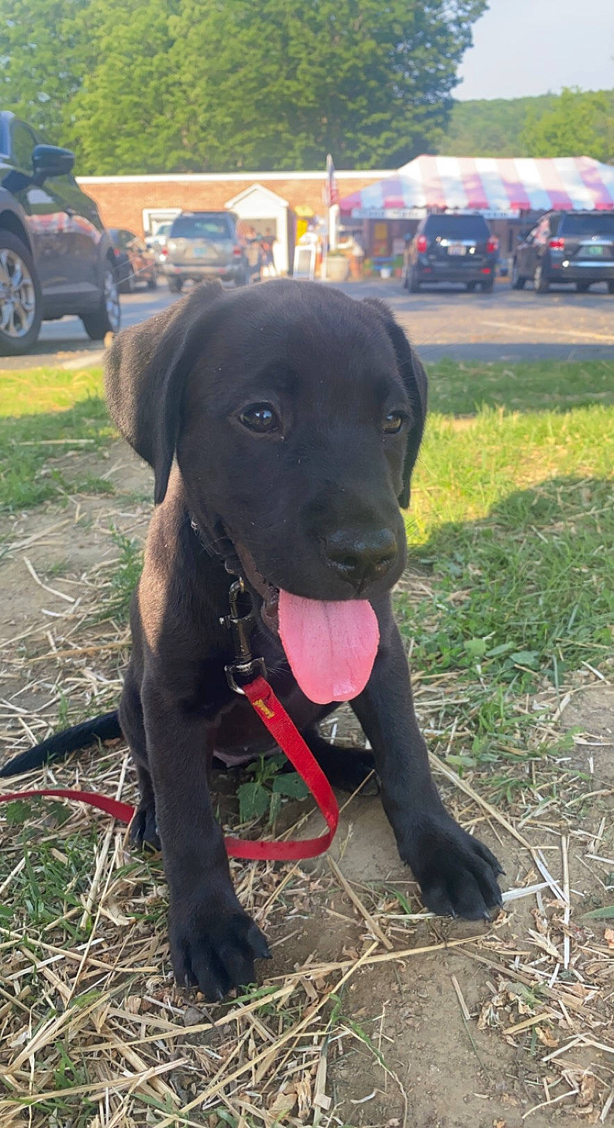 Kleopatra is registered to the contest to win money with this photo: borador, car, carnivore, collar, companion_dog, dog, dog_breed, dog_collar, fawn, grass, gun_dog, liver, plant, snout, sporting_group, tire, tree, vehicle, wheel, working_animal