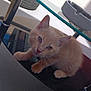 kitten, cat, glass_table, indoor, curious, orange_fur, whiskers, ashtray, tire, pet, animal, feline, cute, small, looking_up, table_leg, shadow, soft_fur, closeup, floor