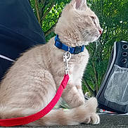 Erka a rejoint le concours — aidez-le/la à gagner de superbes lots ! cat, animal, pet, outdoor, leash, collar, tree, greenery, fur, side_view, sitting, nature, daylight, ground, bag, curious, whiskers, ears, feline, quiet