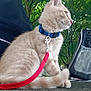 cat, animal, pet, outdoor, leash, collar, tree, greenery, fur, side_view, sitting, nature, daylight, ground, bag, curious, whiskers, ears, feline, quiet
