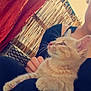 cat, kitten, person, lap, orange_tabby, black_clothing, hand, bamboo_screen, towel, outdoor, sunlight, furniture, woven_chair, resting, pet, animal, cozy, looking_away, fur, whiskers