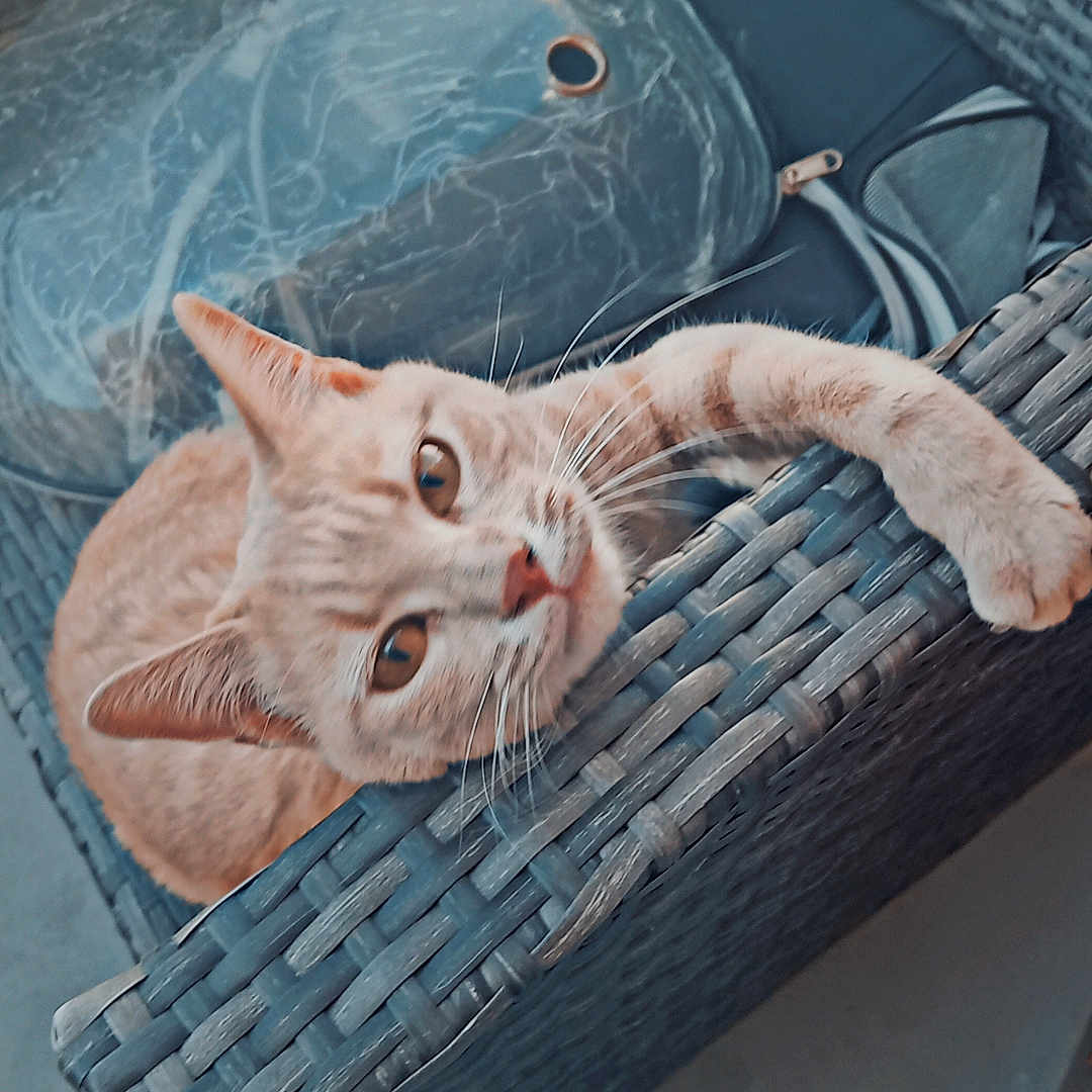 Erka