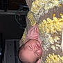 baby, sleeping, blanket, knit, cozy, infant, face, head, indoors, furniture, laptop, technology, soft, warm, peaceful, resting, child, home, comfort, quiet
