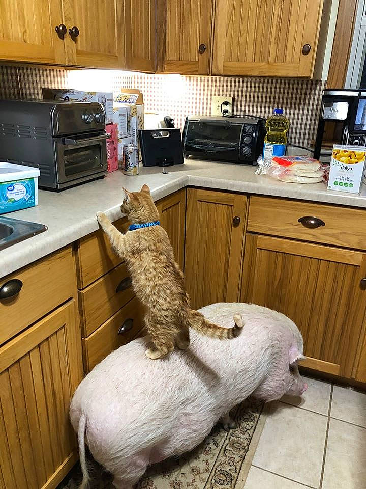 Willy is registered to the contest to win money with this photo: fawn, floor, flooring, furniture, hardwood, house, interior_design, kitchen, room, table, wood