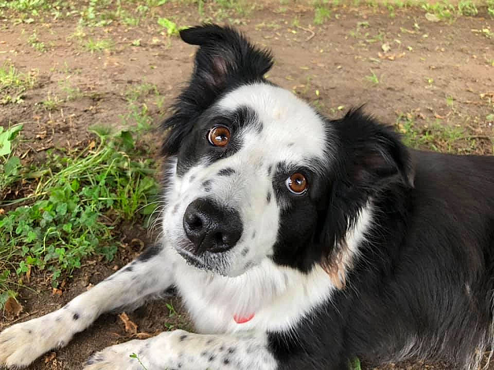 Hermes joined the competition — help win amazing prizes! australian_collie, border_collie, canidae, carnivore, companion_dog, dog, dog_breed, english_shepherd, herding_dog, mammal, mcnab, nose, rare_breed_dog, snout, sporting_group, stabyhoun, texas_heeler, vertebrate, welsh_sheepdog, working_dog