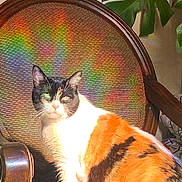 Artemis joined the competition — help win amazing prizes! cat, calico_cat, chair, vintage, wooden_furniture, sunlight, rainbow, indoor, plant, green_leaves, woven_backrest, furniture, pet, animal, cozy, colorful, pattern, relaxing, bright, warm_light
