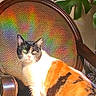 cat, calico_cat, chair, vintage, wooden_furniture, sunlight, rainbow, indoor, plant, green_leaves, woven_backrest, furniture, pet, animal, cozy, colorful, pattern, relaxing, bright, warm_light