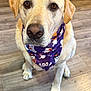 dog, labrador, yellow_lab, bandana, purple_bandana, halloween_theme, ghosts, pumpkins, pet, canine, indoor, wood_floor, sitting, cute, animal, closeup, friendly, domestic, companion, portrait