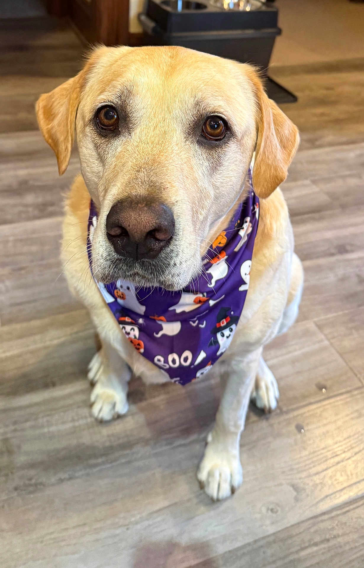 Huck joined the competition — help win amazing prizes! dog, labrador, yellow_lab, bandana, purple_bandana, halloween_theme, ghosts, pumpkins, pet, canine, indoor, wood_floor, sitting, cute, animal, closeup, friendly, domestic, companion, portrait