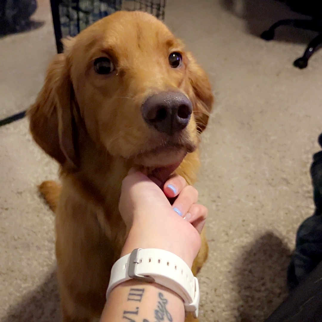Max joined the competition — help win amazing prizes! accessories, animal, arm, bodypart, boy, bracelet, canine, child, dog, goldenretriever, hand, jewelry, male, person, pet, puppy, skin, tattoo, wrist, wristwatch