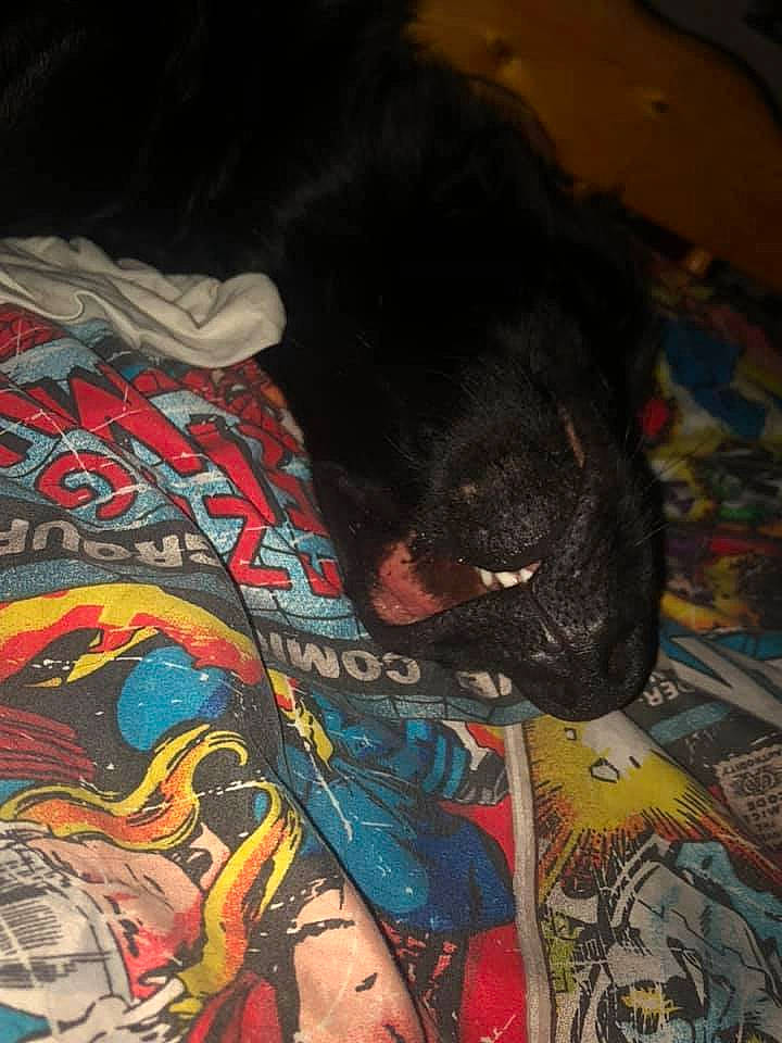 Sirius Black is registered to the contest to win money with this photo: black_hair, canidae, fiction, fictional_character, flesh, sporting_group