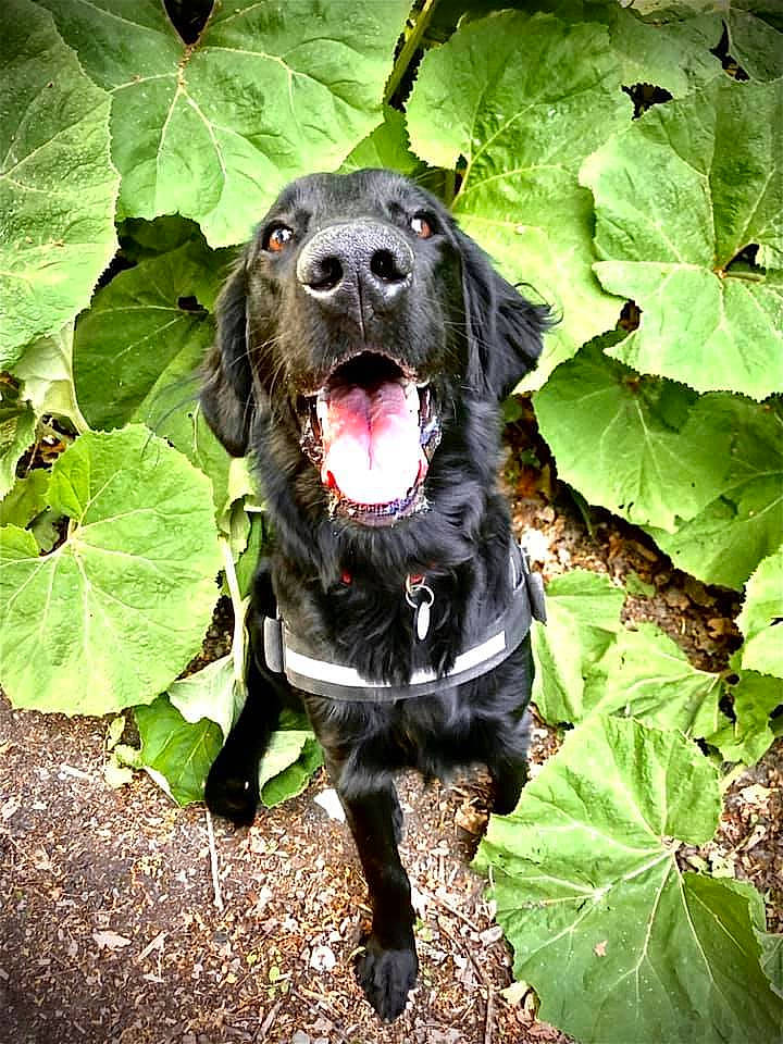 Sirius Black is registered to the contest to win money with this photo: adventure, canidae, carnivore, cocker_spaniel, dog, dog_breed, english_cocker_spaniel, flat_coated_retriever, flower, german_spaniel, hunting_dog, labrador_retriever, leaf, plant, pointing_breed, retriever, sporting_group