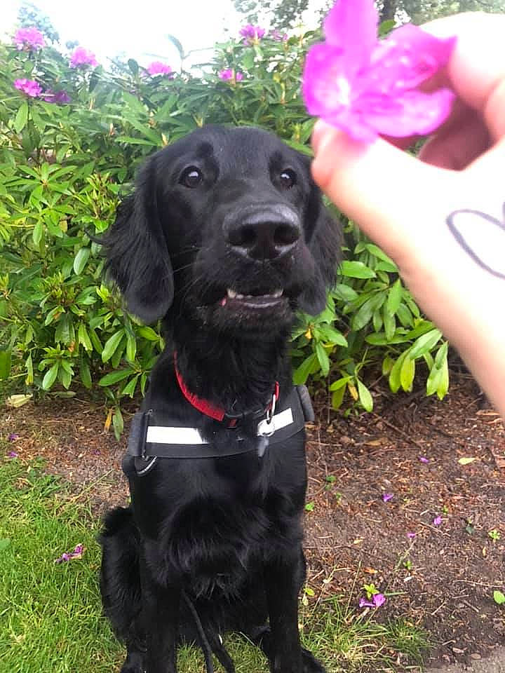 Sirius Black joined the competition — help win amazing prizes! beagador, canidae, carnivore, companion_dog, dog, dog_breed, dog_collar, flat_coated_retriever, german_spaniel, grass, hunting_dog, labrador_retriever, mammal, patterdale_terrier, plant, puppy, rare_breed_dog, retriever, spaniel, sporting_group