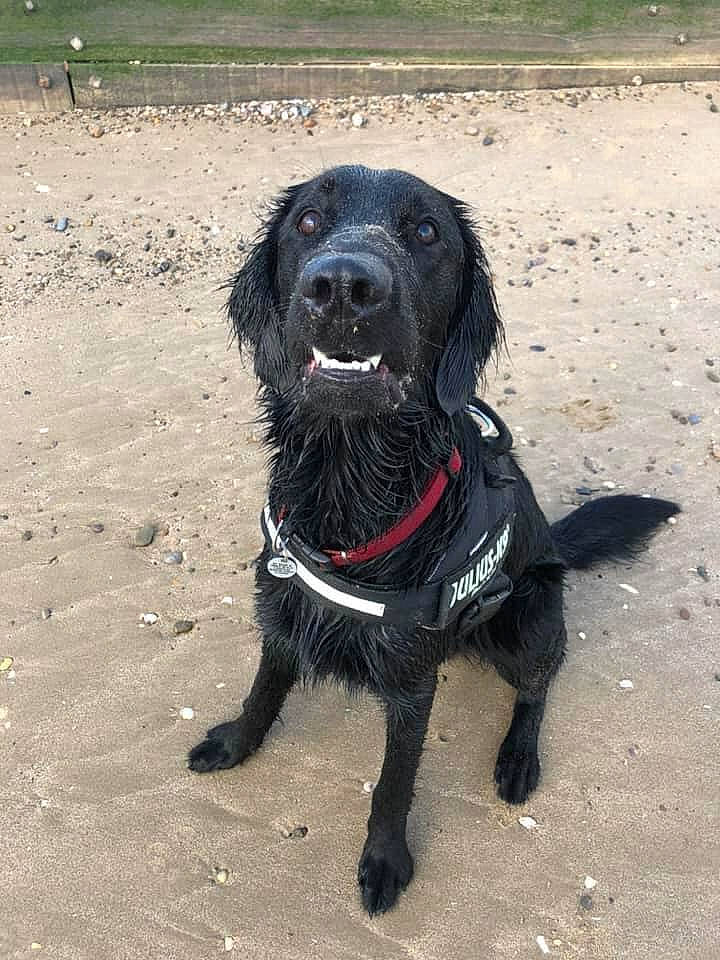 Sirius Black is registered to the contest to win money with this photo: beagador, boykin_spaniel, canidae, carnivore, companion_dog, dog, dog_breed, flat_coated_retriever, german_spaniel, gun_dog, hunting_dog, mammal, rare_breed_dog, retriever, spaniel, sporting_group, vertebrate