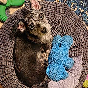 Spot joined the competition — help win amazing prizes! animal, blue, blue_eyes, cozy, curled_up, cute, dog, ears, floor, fur, gray, home, indoor, looking_up, pet_bed, puppy, resting, rug, small_dog, toy