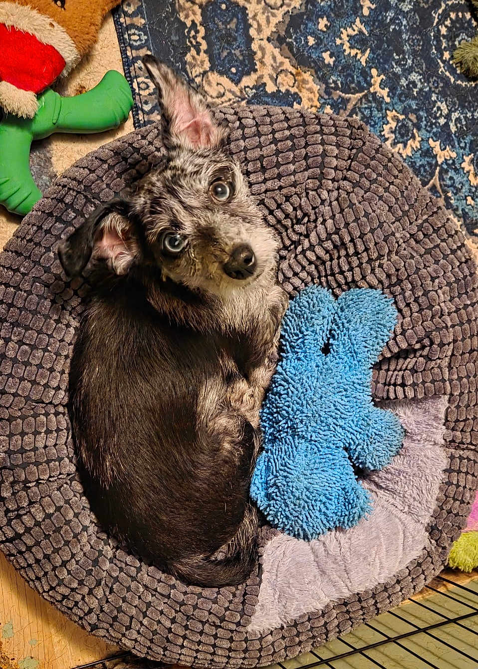Spot joined the competition — help win amazing prizes! animal, blue, blue_eyes, cozy, curled_up, cute, dog, ears, floor, fur, gray, home, indoor, looking_up, pet_bed, puppy, resting, rug, small_dog, toy