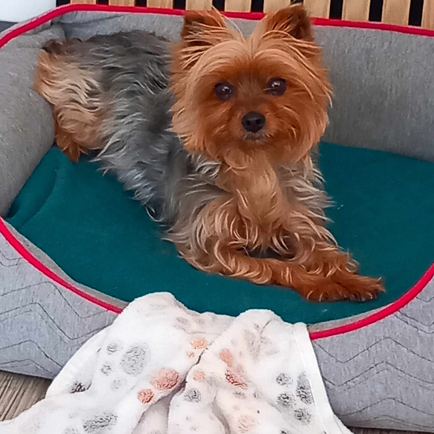 Lili participe au concours pour gagner de l'argent avec cette photo : animal, blanket, brown_dog, companion, cozy, cute, dog, domestic_pet, floor, fur, grey_bed, indoor, laying_down, paw_prints, pet_bed, relaxed, silky_coat, small_dog, teal_cushion, wooden_slats