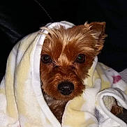 Lili a rejoint le concours — aidez-le/la à gagner de superbes lots ! dog, small_dog, blanket, cozy, wrapped, indoor, pet, fur, cute, curious, snug, soft_texture, comfort, animal, face, brown_fur, resting, close_up, warm, couch