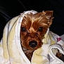 dog, small_dog, blanket, cozy, wrapped, indoor, pet, fur, cute, curious, snug, soft_texture, comfort, animal, face, brown_fur, resting, close_up, warm, couch