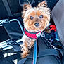 Lili participe au concours pour gagner de l'argent avec cette photo : dog, small_dog, red_harness, car_interior, seat, bag, leash, pet, cute, fur, animal, companion, travel, looking_up, brown_fur, ears, face, floor, metal, black