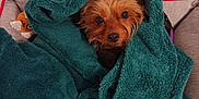 Lili participe au concours pour gagner de l'argent avec cette photo : dog, blanket, pet_bed, cozy, small_dog, fur, cute, indoor, resting, brown_dog, plush_toy, animal, wrapped, warm, soft_texture, looking, companion, domestic_animal, cute_pet, relaxed