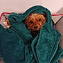 dog, blanket, pet_bed, cozy, small_dog, fur, cute, indoor, resting, brown_dog, plush_toy, animal, wrapped, warm, soft_texture, looking, companion, domestic_animal, cute_pet, relaxed