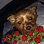 Lili participe au concours pour gagner de l'argent avec cette photo : dog, small_dog, pet, close_up, brown_fur, black_fur, face, eyes, nose, blanket, cozy, indoor, cute, decorative_overlay, red_roses, green_leaves, floral, animal, relaxed, curious
