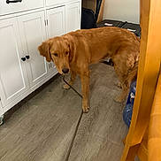 Reno joined the competition — help win amazing prizes! dog, golden_retriever, leash, indoor, floor, cabinet, furniture, pet, animal, household, wooden_floor, brown, curious, standing, domestic, canine, home, interior, leash_in_mouth, blurry