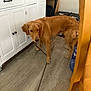 animal, blurry, brown, cabinet, canine, curious, dog, domestic, floor, furniture, golden_retriever, home, household, indoor, interior, leash, leash_in_mouth, pet, standing, wooden_floor