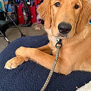Reno Bagnasco is registered to the contest to win money with this photo: animal, brown_fur, carpet, closeup, clothes, cozy, dog, domestic, furniture, golden_retriever, household_items, indoor, leash, looking_at_camera, pet, portrait, puppy, relaxed, room, texture