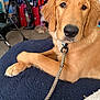 animal, brown_fur, carpet, closeup, clothes, cozy, dog, domestic, furniture, golden_retriever, household_items, indoor, leash, looking_at_camera, pet, portrait, puppy, relaxed, room, texture