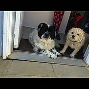 Yinyang T Ana is registered to the contest to win money with this photo: dog, pets, doorway, indoor, floor, curly_fur, black_and_white, beige_fur, animal, companion, cute, canine, relaxed, carpet, tile_floor, pajama_pants, home, two_dogs, curious, lying_down