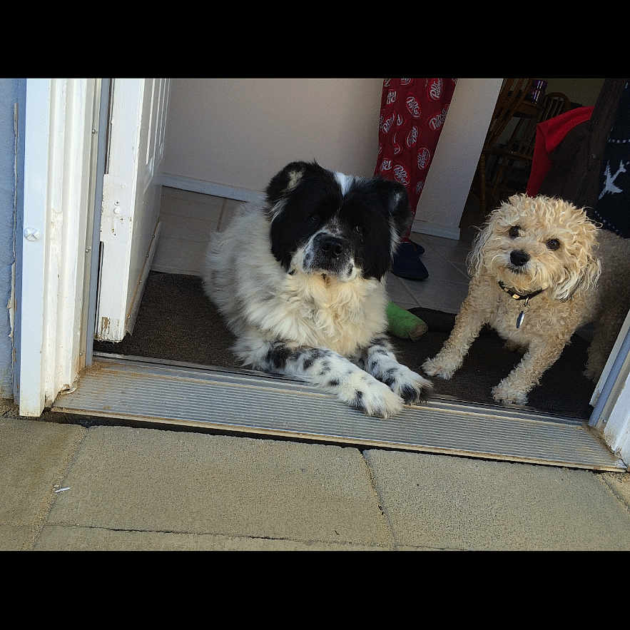 Yinyang T Ana is registered to the contest to win money with this photo: animal, beige_fur, black_and_white, canine, carpet, companion, curious, curly_fur, cute, dog, doorway, floor, home, indoor, lying_down, pajama_pants, pets, relaxed, tile_floor, two_dogs