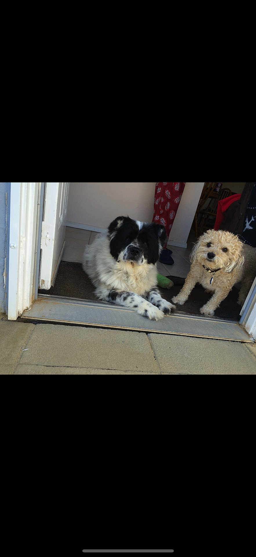 Yinyang T Ana is registered to the contest to win money with this photo: dog, pets, doorway, indoor, floor, curly_fur, black_and_white, beige_fur, animal, companion, cute, canine, relaxed, carpet, tile_floor, pajama_pants, home, two_dogs, curious, lying_down