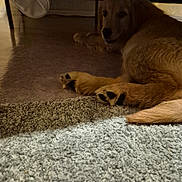 Mabrouk participe au concours pour gagner de l'argent avec cette photo : animal, brown, carpet, cozy, cute, dog, floor, fur, furniture, golden_retriever, home, indoor, lying_down, paw, pet, puppy, relaxed, resting, shadow, soft