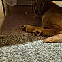 animal, brown, carpet, cozy, cute, dog, floor, fur, furniture, golden_retriever, home, indoor, lying_down, paw, pet, puppy, relaxed, resting, shadow, soft