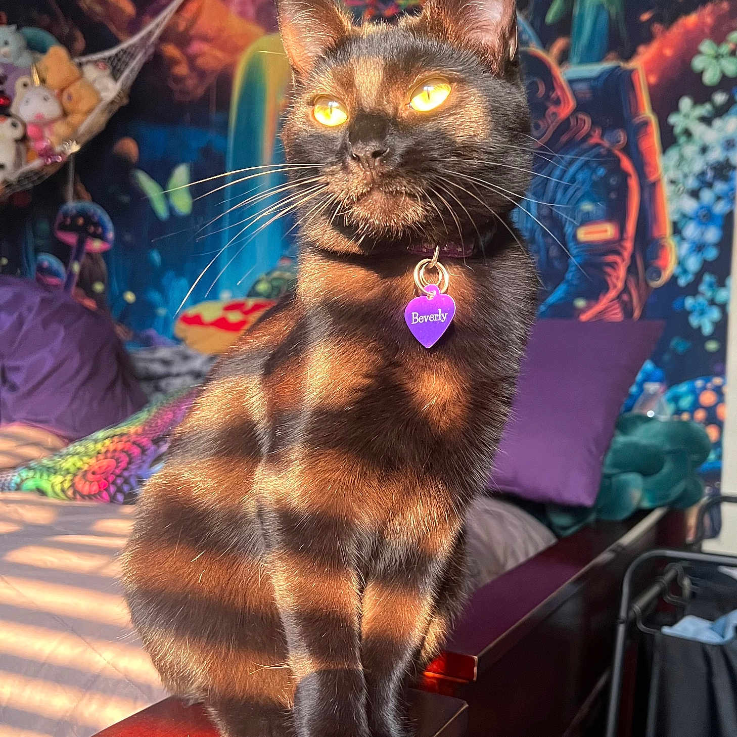 Beverly is registered to the contest to win money with this photo: abyssinian, accessories, animal, baby, bed, bedroom, bird, blackcat, cat, cushion, egyptiancat, furniture, homedecor, indoors, kitten, manx, person, pet, purple, room