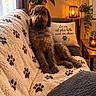 animal, blanket, brown_dog, cozy, curly_fur, cushion, dog, french_text, heart_decoration, home_decor, houseplant, indoors, lamp, living_room, paw_print, pet, portrait, sitting, sofa, warm_lighting