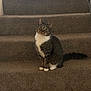 cat, tabby, stairs, carpet, indoor, pet, animal, curious, white_paws, white_chest, tail, head_tilt, feline, window, railing, greenery, domestic, cute, sitting, portrait