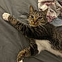 cat, tabby_cat, pet, animal, feline, bed, blanket, gray_bedspread, stretching, whiskers, paw, relaxed, indoor, fur, sleepy, cute, domestic_cat, resting, striped, white_paws