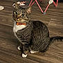 cat, tabby, pet, indoor, floor, wooden_floor, sitting, bow_tie, halloween, orange, white_paws, white_chest, curious, animal, feline, domestic_cat, cute, looking_up, ears_up, whiskers