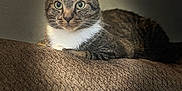 Storm joined the competition — help win amazing prizes! cat, tabby, animal, pet, feline, green_eyes, fur, whiskers, indoor, resting, texture, brown, spotlight, closeup, portrait, cute, calm, looking, relaxed, cozy