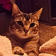Tanjiro a rejoint le concours — aidez-le/la à gagner de superbes lots ! bed, blanket, cat, close_up, cozy, cute, ears, eyes, feline, fur, indoor, low_light, nose, paws, pet, portrait, resting, soft, tabby_cat, whiskers